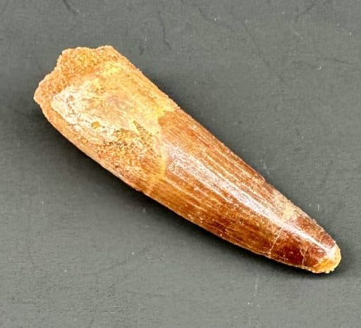 Spinosaurus Fossil Tooth