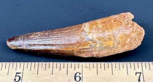 FO702 Spinosaurus Fossil Tooth - Image 2