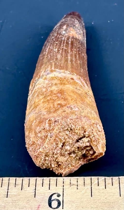 FO702 Spinosaurus Fossil Tooth - Image 3