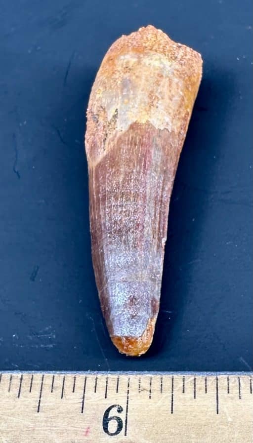 FO702 Spinosaurus Fossil Tooth - Image 4