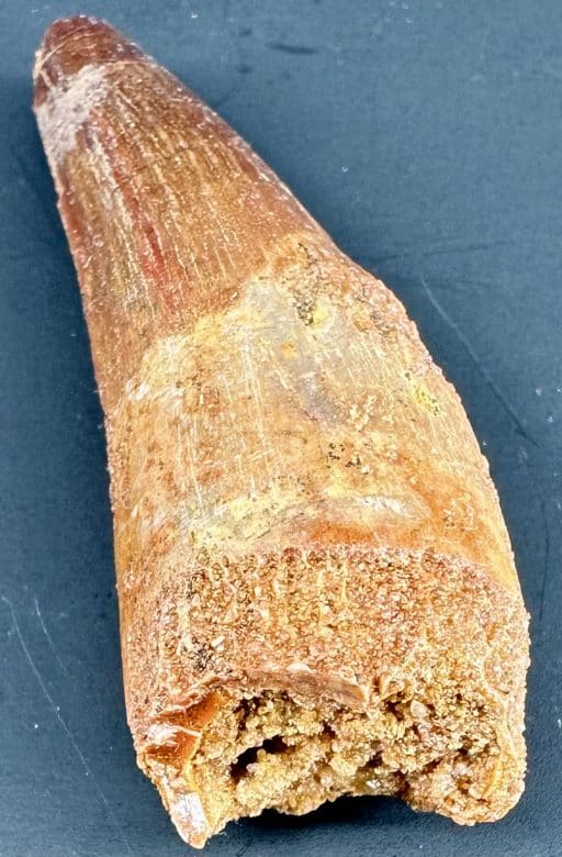 FO702 Spinosaurus Fossil Tooth - Image 5