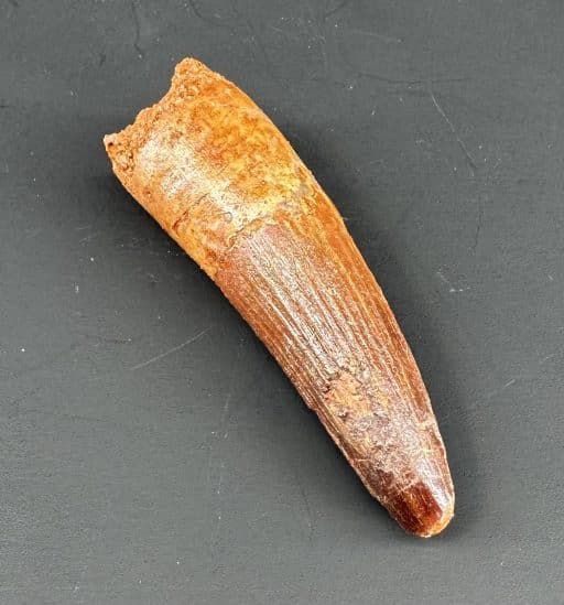 Spinosaurus Fossil Tooth