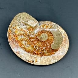 Ammonite Bowl