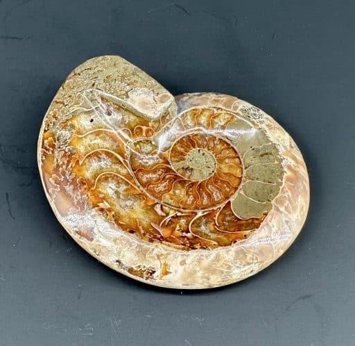 Ammonite Bowl