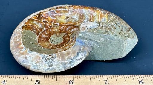 FO809 Ammonite Bowl - Image 2