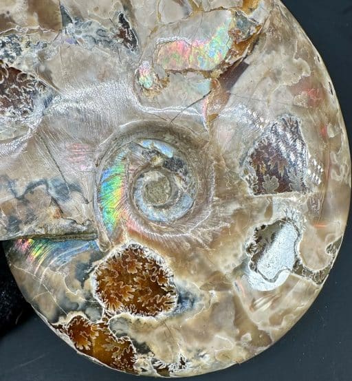 FO809 Ammonite Bowl - Image 4