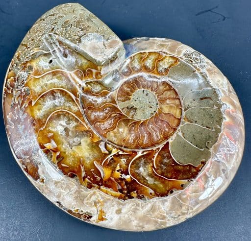 Ammonite Bowl