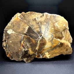 SOUTH DAKOTA PETRIFIED WOOD