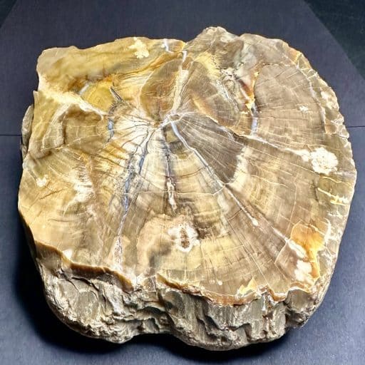 SOUTH DAKOTA PETRIFIED WOOD