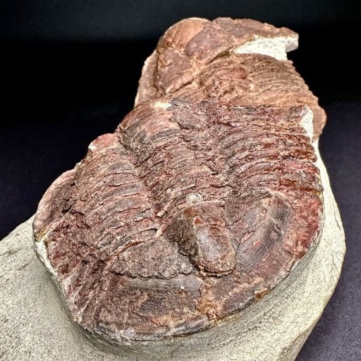 GAL803 TRILOBITE - Image 5