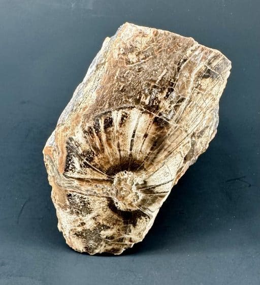 South Dakota Petrified Wood