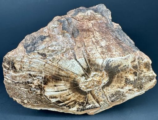 South Dakota Petrified Wood