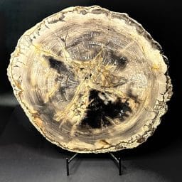 MADAGASCAR PETRIFIED WOOD