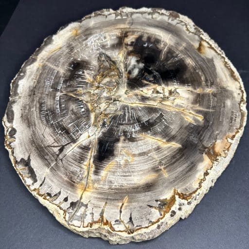 MADAGASCAR PETRIFIED WOOD