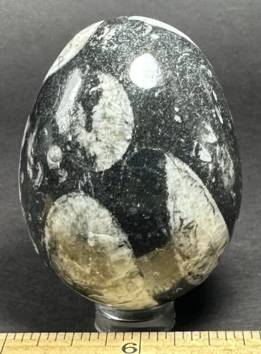 EGG601 Orthoceras - Image 3