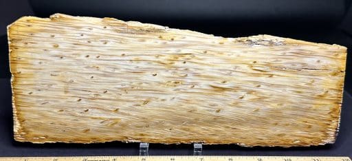 PW108 Petrified Palmwood Slab - Image 2