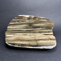 South Dakota Petrified Wood