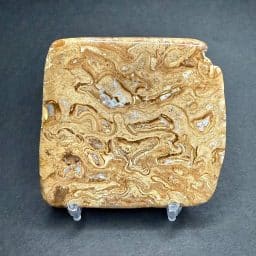 Stromatolite