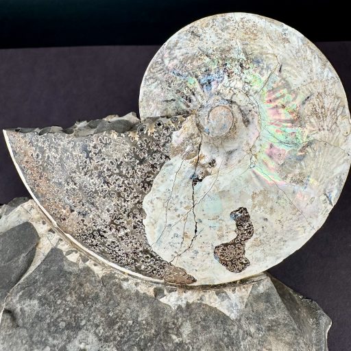 Ammonite