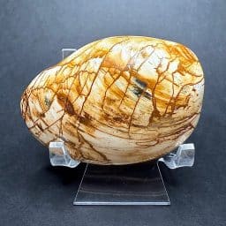 Fossilized Clam