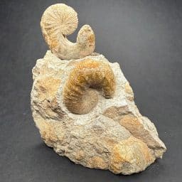 Ammonite