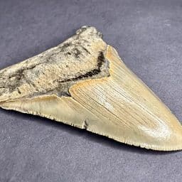 Megalodon Fossil Tooth