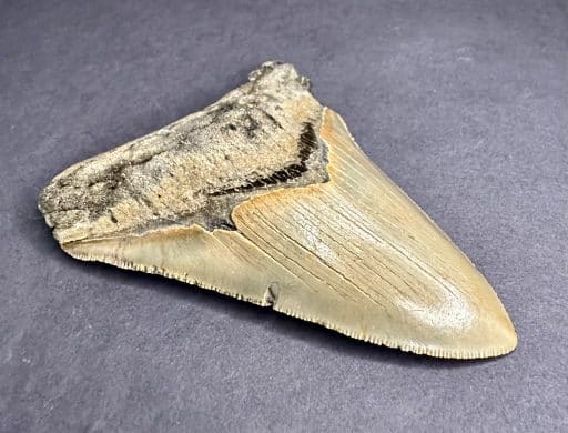 Megalodon Fossil Tooth