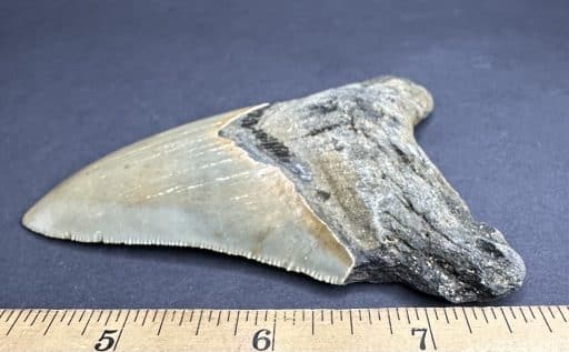 Megalodon Fossil Tooth