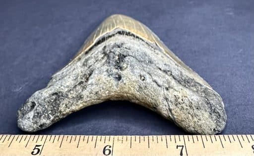 FO530 Megalodon Fossil Tooth - Image 3