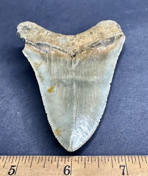 FO530 Megalodon Fossil Tooth - Image 4