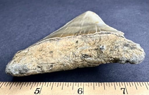 FO530 Megalodon Fossil Tooth - Image 5