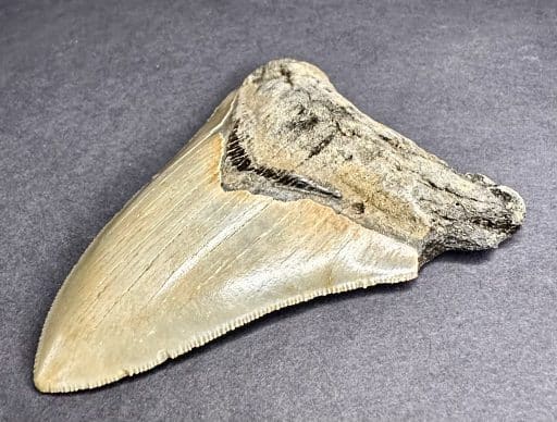 FO530 Megalodon Fossil Tooth - Image 6