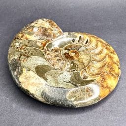 Ammonite Bowl