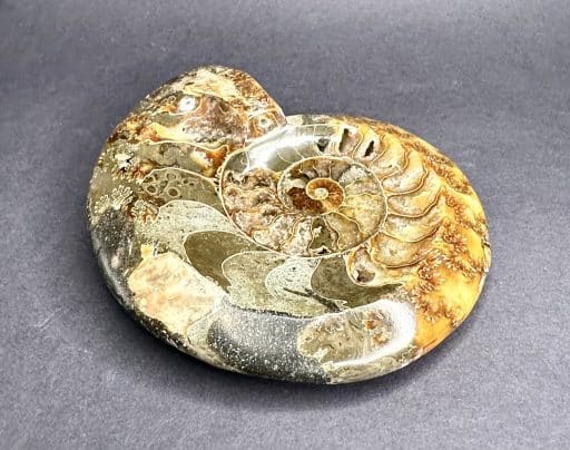 Ammonite Bowl