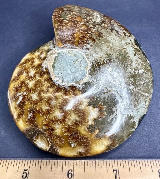 FO601 Ammonite Bowl - Image 6