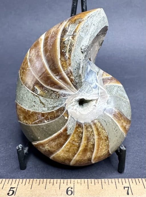 Nautiloid