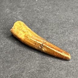 Pterosaur Tooth