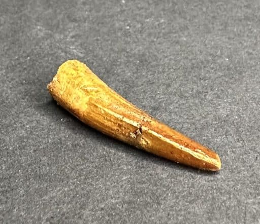 Pterosaur Tooth