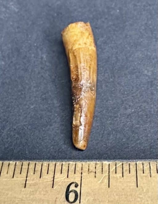 Pterosaur Tooth