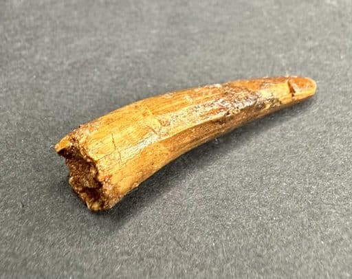 FO705 Pterosaur Tooth - Image 3