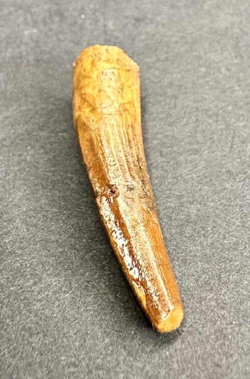 FO705 Pterosaur Tooth - Image 4