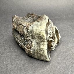 Woolly Rhino Tooth