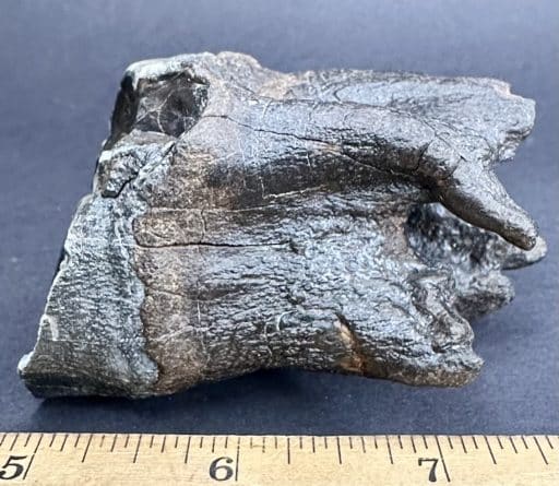 FO710 Woolly Rhino Tooth - Image 4