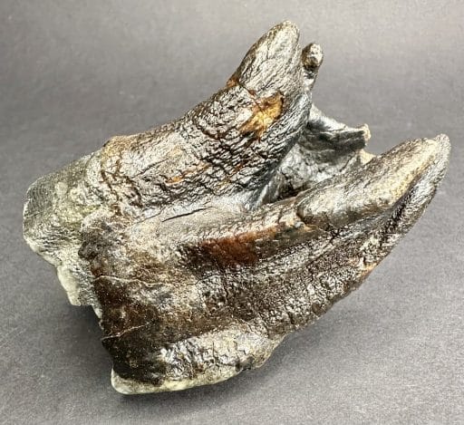 FO710 Woolly Rhino Tooth - Image 6