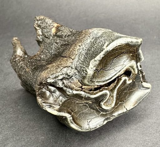 FO710 Woolly Rhino Tooth - Image 7