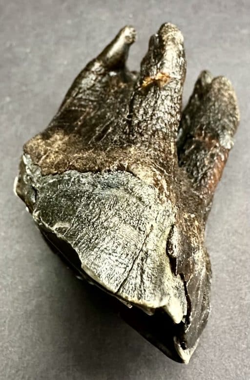 FO710 Woolly Rhino Tooth - Image 8