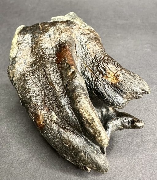 FO710 Woolly Rhino Tooth - Image 9