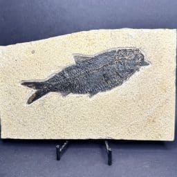 Knightia Fossilized Fish