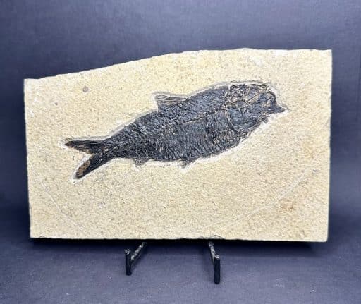 Knightia Fossilized Fish