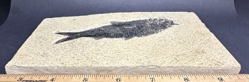 FO802 Knightia Fossilized Fish - Image 3